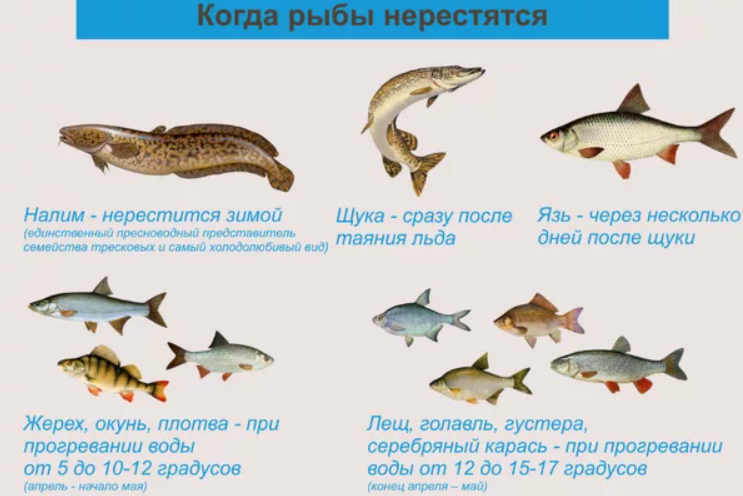Нерестовый запрет в Московской области в 2023 году